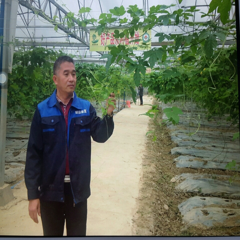 苦瓜种植