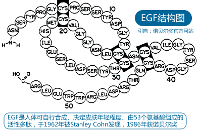 egf即表皮细胞生长因子 (epidermal growth factor),又名寡肽-1,使