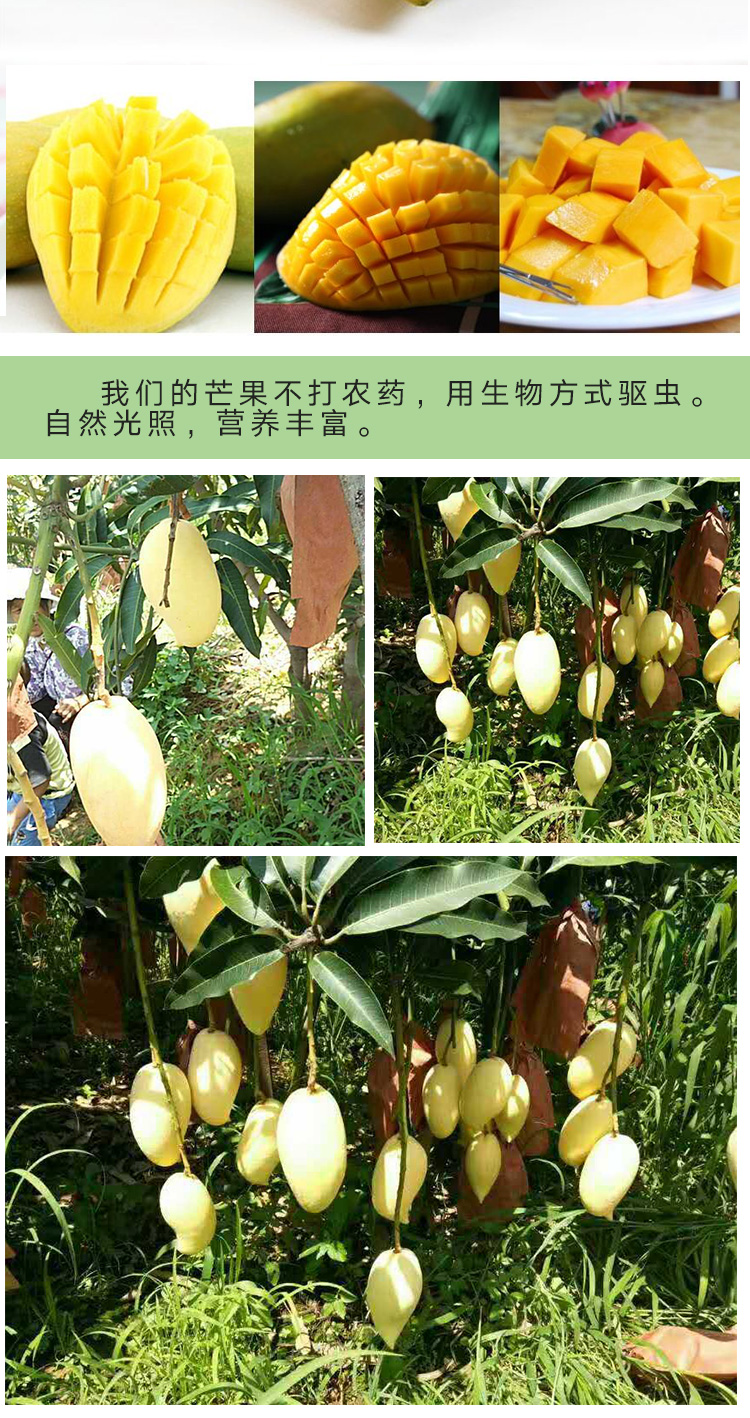 鹰嘴芒果_02.jpg