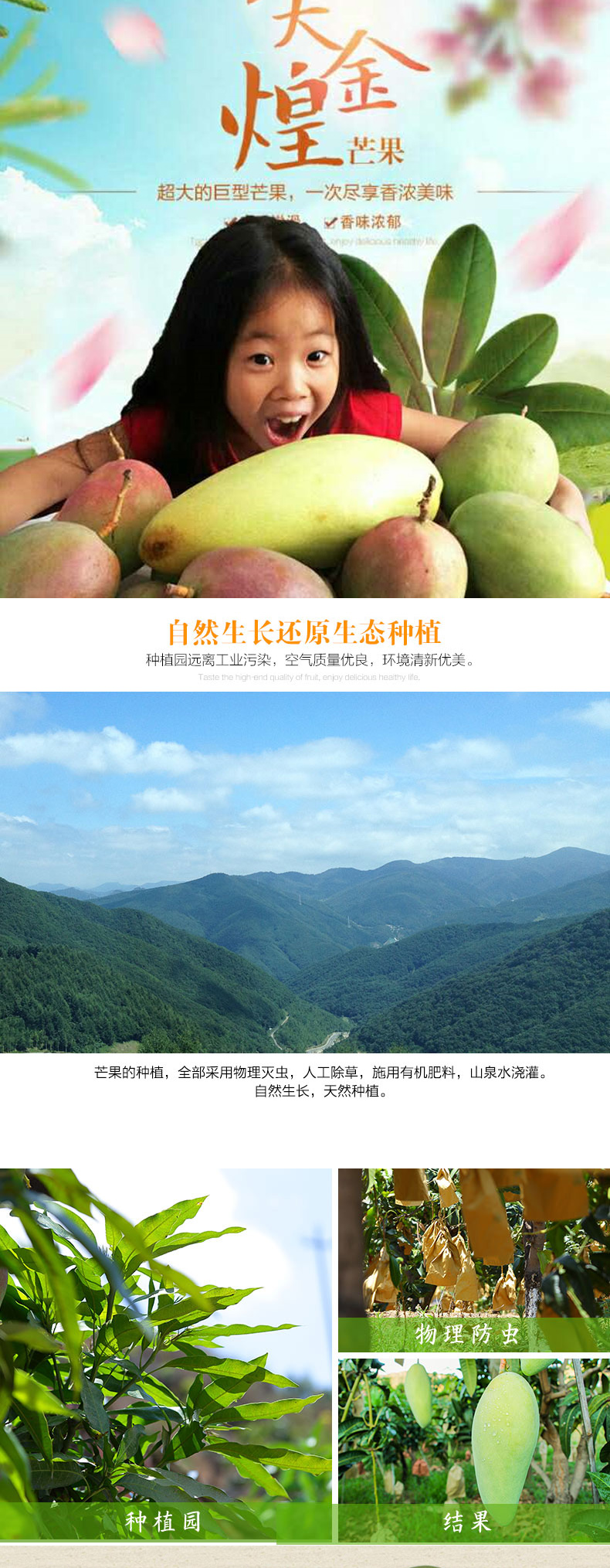 大金煌芒果_01.jpg