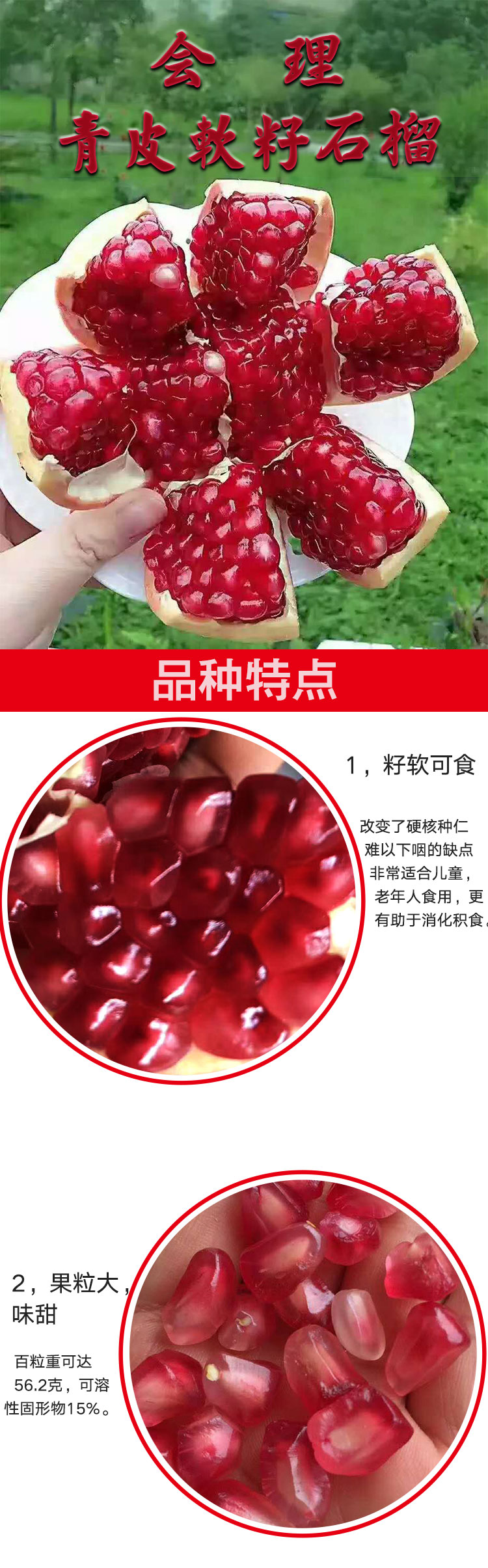 青皮石榴_01.jpg