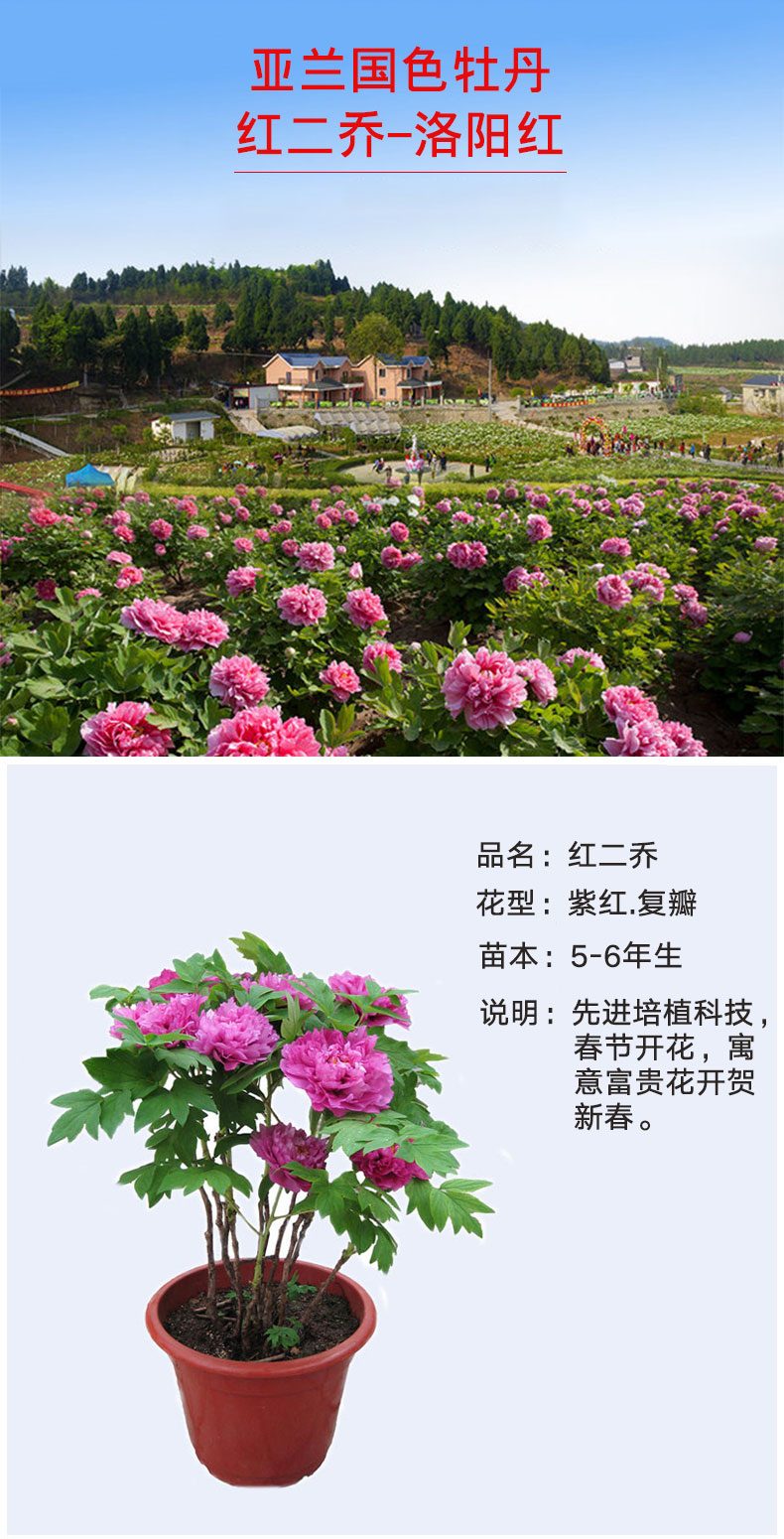 详情页_01.jpg