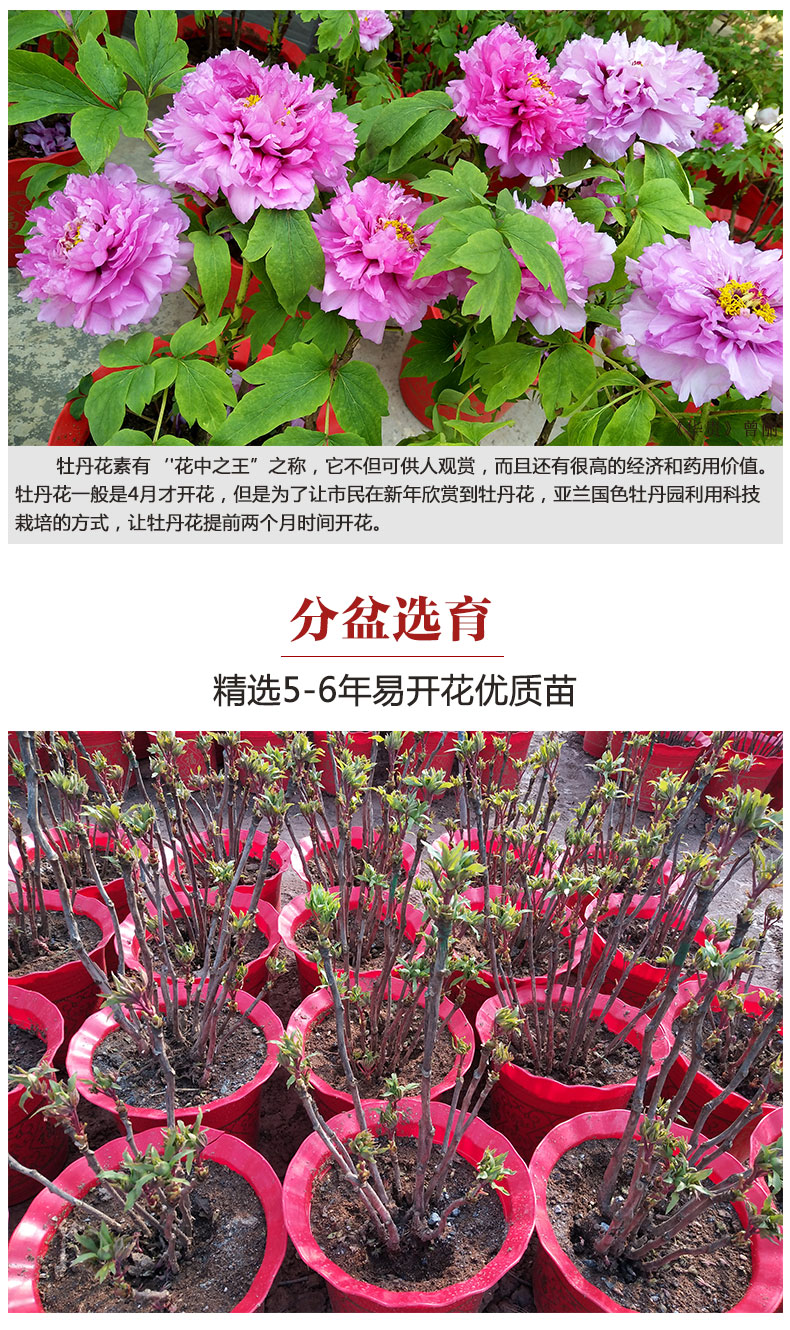 详情页_02.jpg