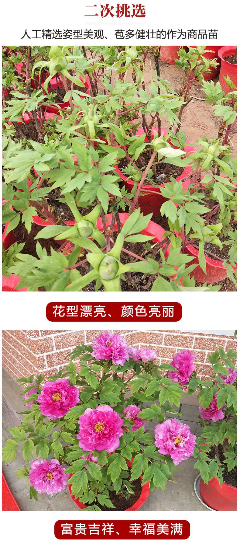 详情页_03.jpg