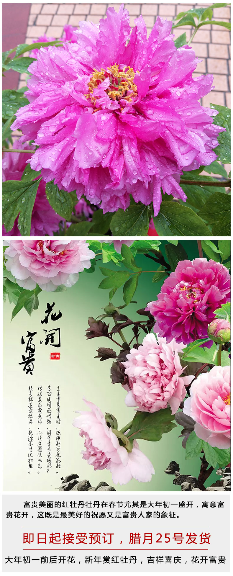 详情页_04.jpg