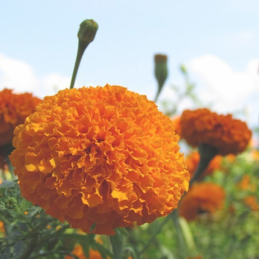 Cloud Zoom small image