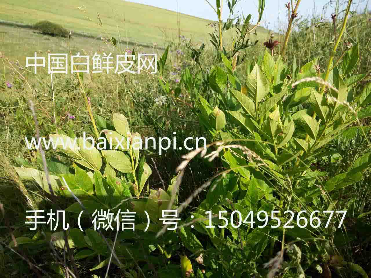 中国白鲜皮网 内蒙古呼伦贝尔，是国内最多的野生白鲜皮种子产地。