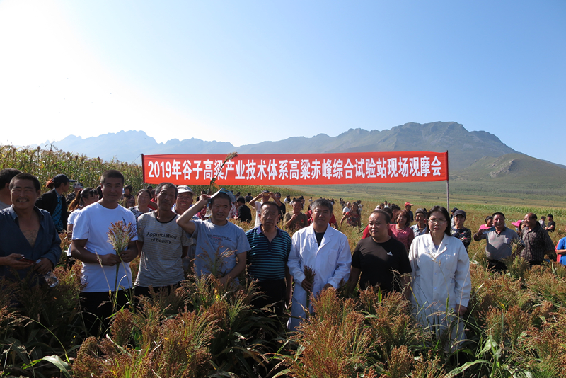 Chifeng Academy of Agricultural Sciences held a live meeting of reaper binder
