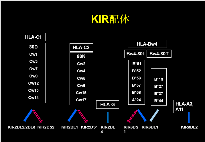KIR 图片.png