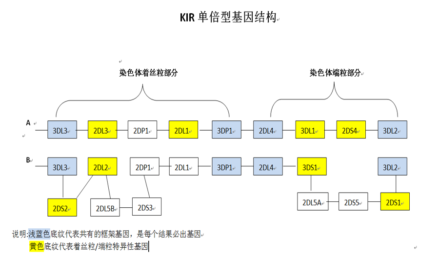 KIR 4.png