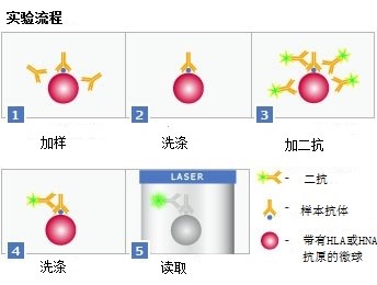HNA 抗体检测.jpg
