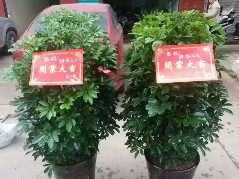 发财木(八方来财,抓钱手,鸭脚木)-盆栽植物-商城-巴中