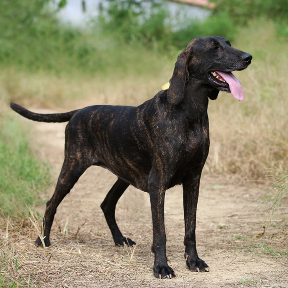 【圆圆】普罗特猎犬〔母