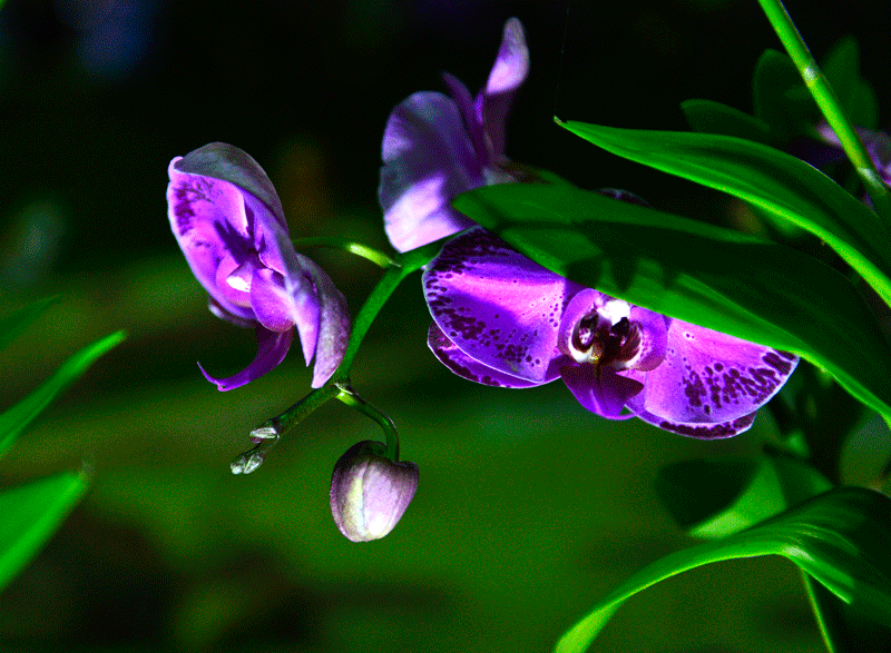 罗仕忠摄影作品3