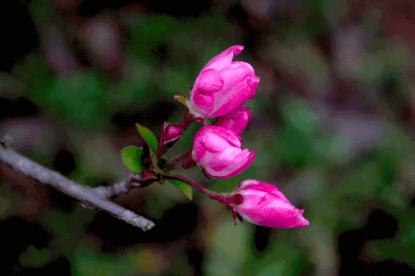  龙太富摄影作品2