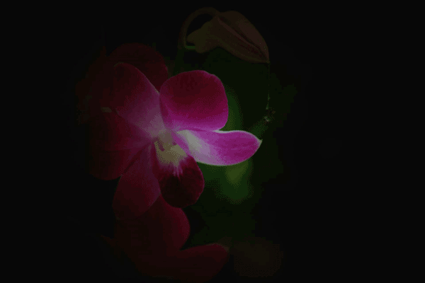 陈淑琴摄影作品1