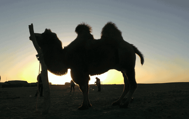 罗国疆《荒漠骆驼》