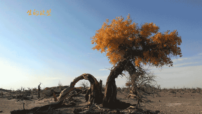 罗国疆《生的欲望》