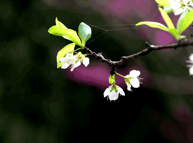 王铭辉摄影作品1