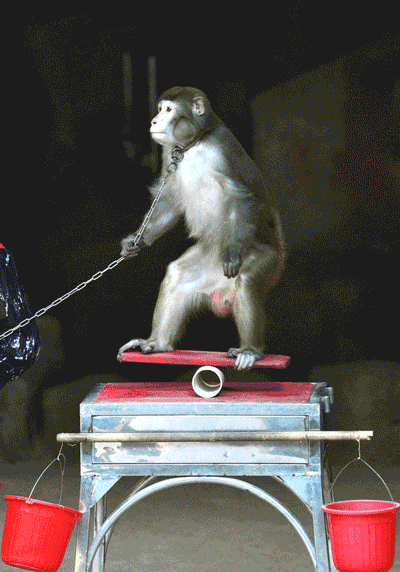 罗仕忠摄影作品2