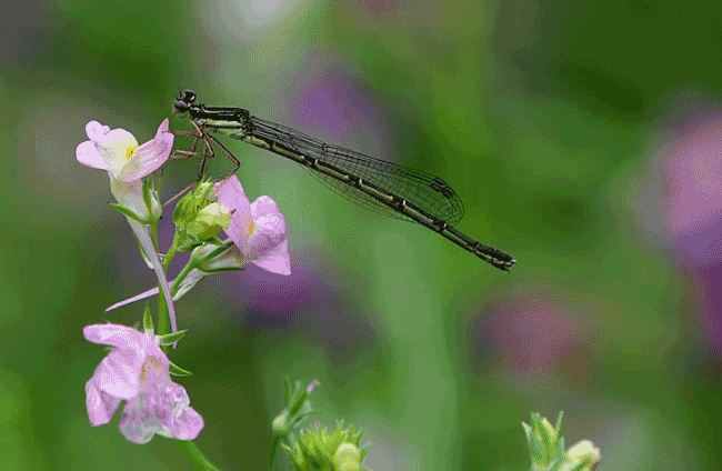 夏瑞成摄影作品1