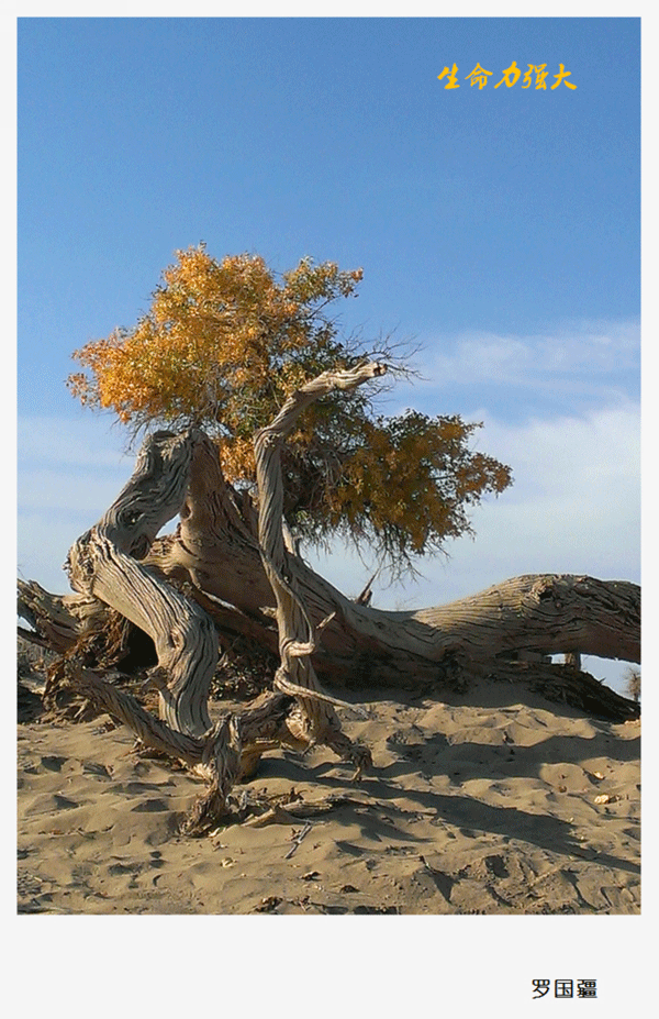 2016下期罗国疆学员作品