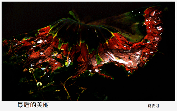 2016下期蒋安才学员作品