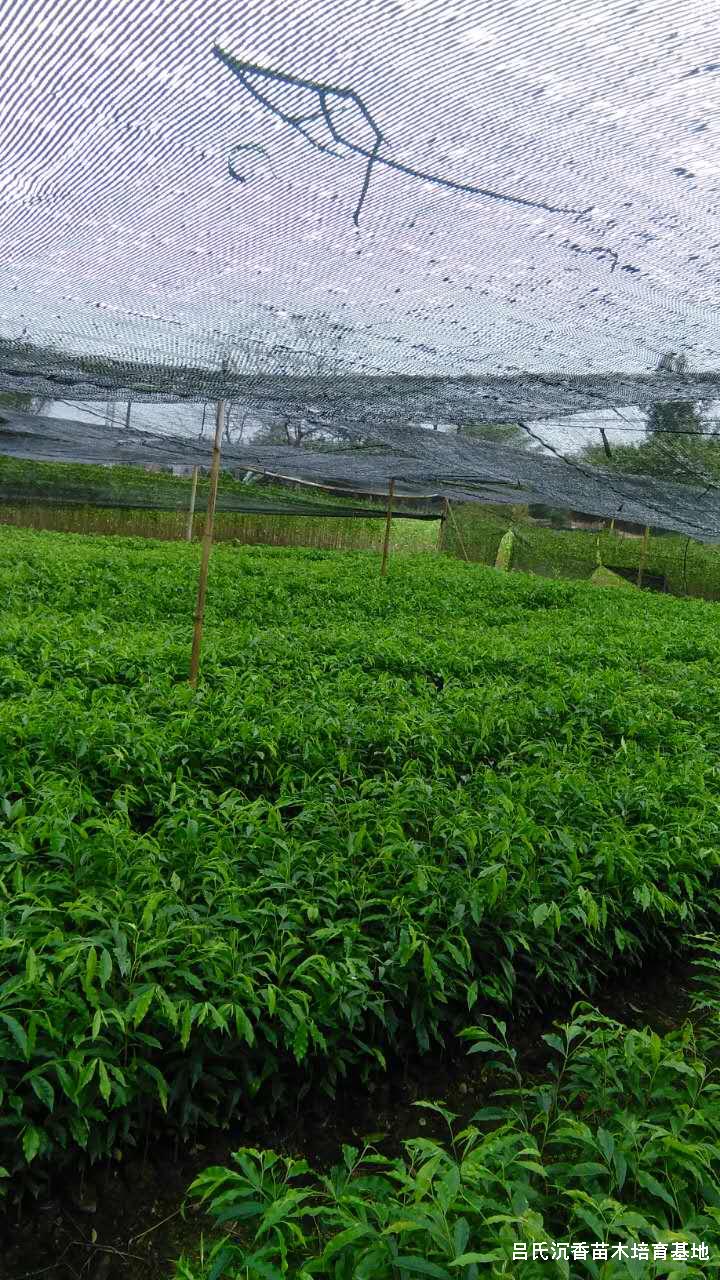 沉香树-奇楠沉香树苗平价批发