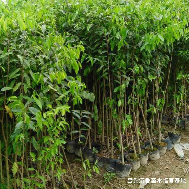 沉香树4月行情走向