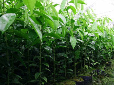 沉香种植快速入门的6个方法 沉香种植快速入门的6个方法