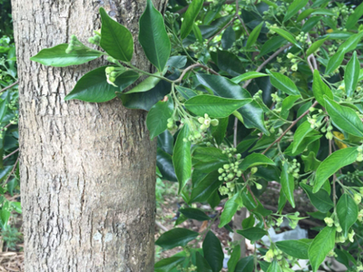 种植沉香树必备条件 种植沉香树必备条件