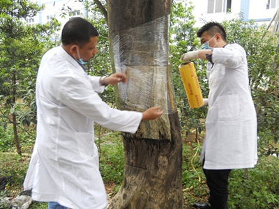 沉香树结香之人工菌种 沉香树结香之人工菌种