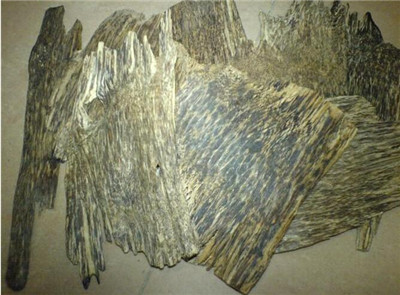 沉香木