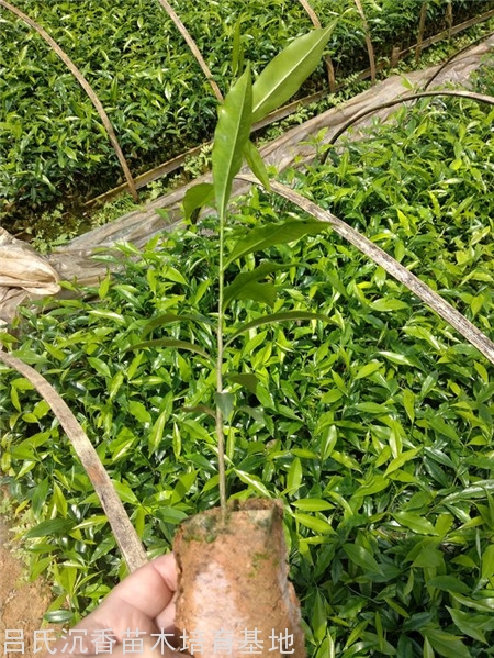 2019年沉香树树苗多少钱一颗？