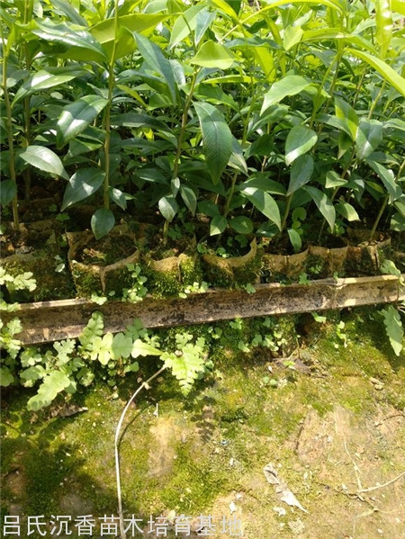 沉香树一般几年成大树？