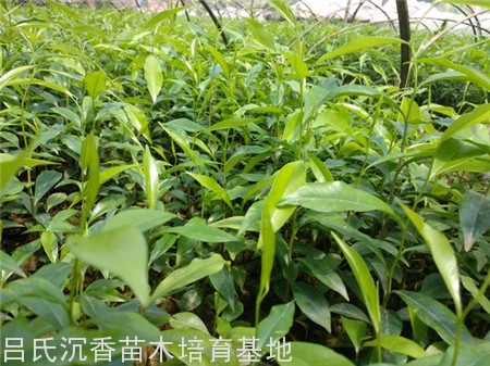 沉香树苗基地