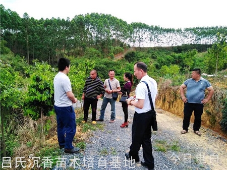 大事件,广东电白正与广西某县联手打造万亩沉香种植基地