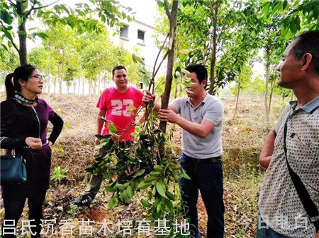 广西万亩沉香基地