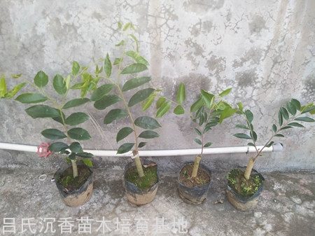 奇楠张勺子