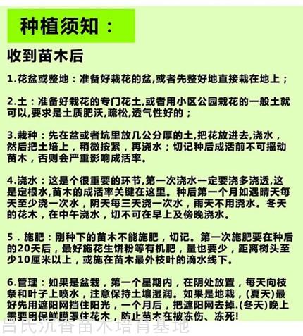 奇楠沉香苗种植须知