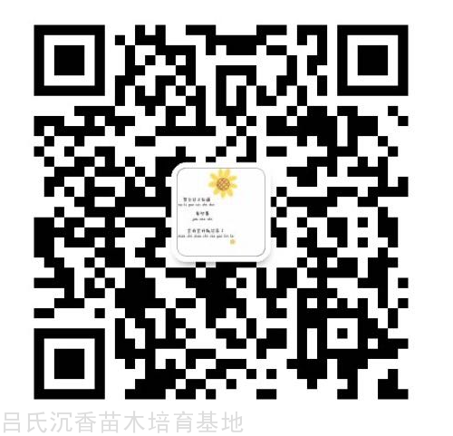 购买奇楠沉香树请扫描微信二维码 购买奇楠沉香树请扫描微信二维码
