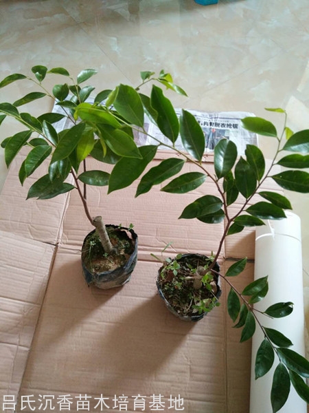 绿奇楠带泥发顺丰快递 绿奇楠带泥发顺丰快递