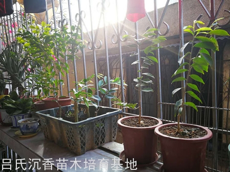 客户种植的奇楠沉香树苗图片