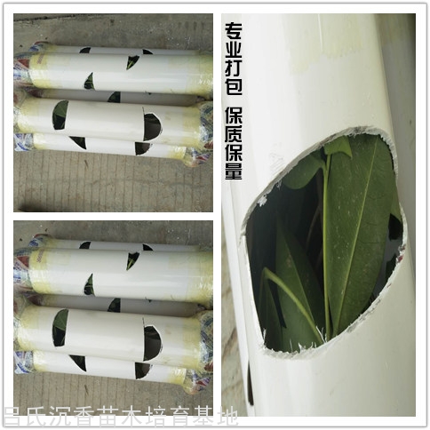 奇楠树苗快递打包图片