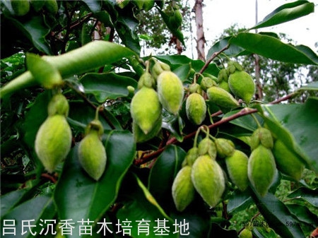 沉香树种子5个种植技术步骤
