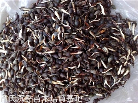 用种子繁殖。采摘果皮开裂的种子，播于苗洼上，行株距为15xlOcm，深约1.5-2cm，种子千粒重1765g，每亩播种量5kg，每亩播种量5cm,，约45000粒。当苗高10cm时，便可出固定植。另正在试验密株快速菌采方法，缩短种植周期，规格选定1×1.5m，4年开始打洞菌采，6年采香。