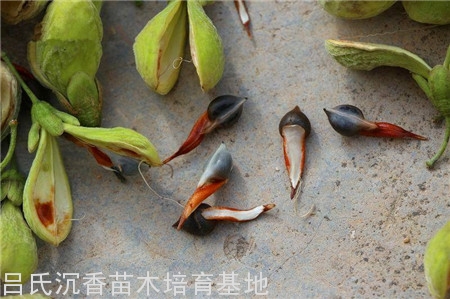 每亩可培育12～13万株壮苗。苗高10～30cm即可出圃定植。为提高苗木移植成活率，建议使用容器杯育苗为好。