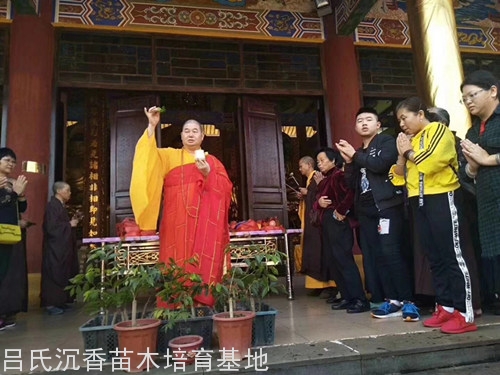 奇楠沉香的市场价格变化非常大，几乎一天一个价，但一般在800～10000元左右一克。国内的一家沉香收藏协会曾经对近五年以来重量在100克以内的沉香价格走势做过统计，其中绿奇楠沉香的价格到了2007年已经是600元/克，而到了2008年就升到了1000元/克，2009年翻了一倍到了2200元/克，2010年则为2800元/克，2011年为3500元/克，2012年再度飙升，上好绿奇楠的价格甚至逼近万元。