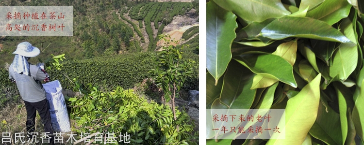 沉香香气典雅，具有通关开窍、畅通气脉、养生治病等神奇的功效，历来是一味珍贵的药材。