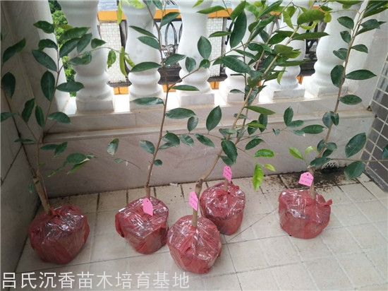 有些沉香在常温下就会散发出清凉、香甜,且沁人心脾的香气,这样的香气具有清神醒脑的作用。不过,并不是所有沉香都具有这类香气,最常见于中国系和惠安系的沉香之中,而其中能够散发这种香气的芳香化合物是只在中国系沉香中才有的。 有些沉香在常温下就会散发出清凉、香甜,且沁人心脾的香气,这样的香气具有清神醒脑的作用。不过,并不是所有沉香都具有这类香气,最常见于中国系和惠安系的沉香之中,而其中能够散发这种香气的芳香化合物是只在中国系沉香中才有的。